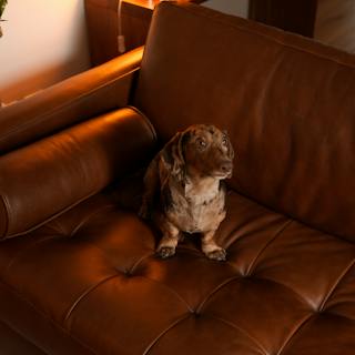 Dachshund sitting on a brown leather Sven sofa with a tufted seat and matching bolster pillow.