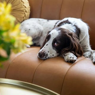 Design Tips & Guide Index - ASSET - Leather Couches with Dogs