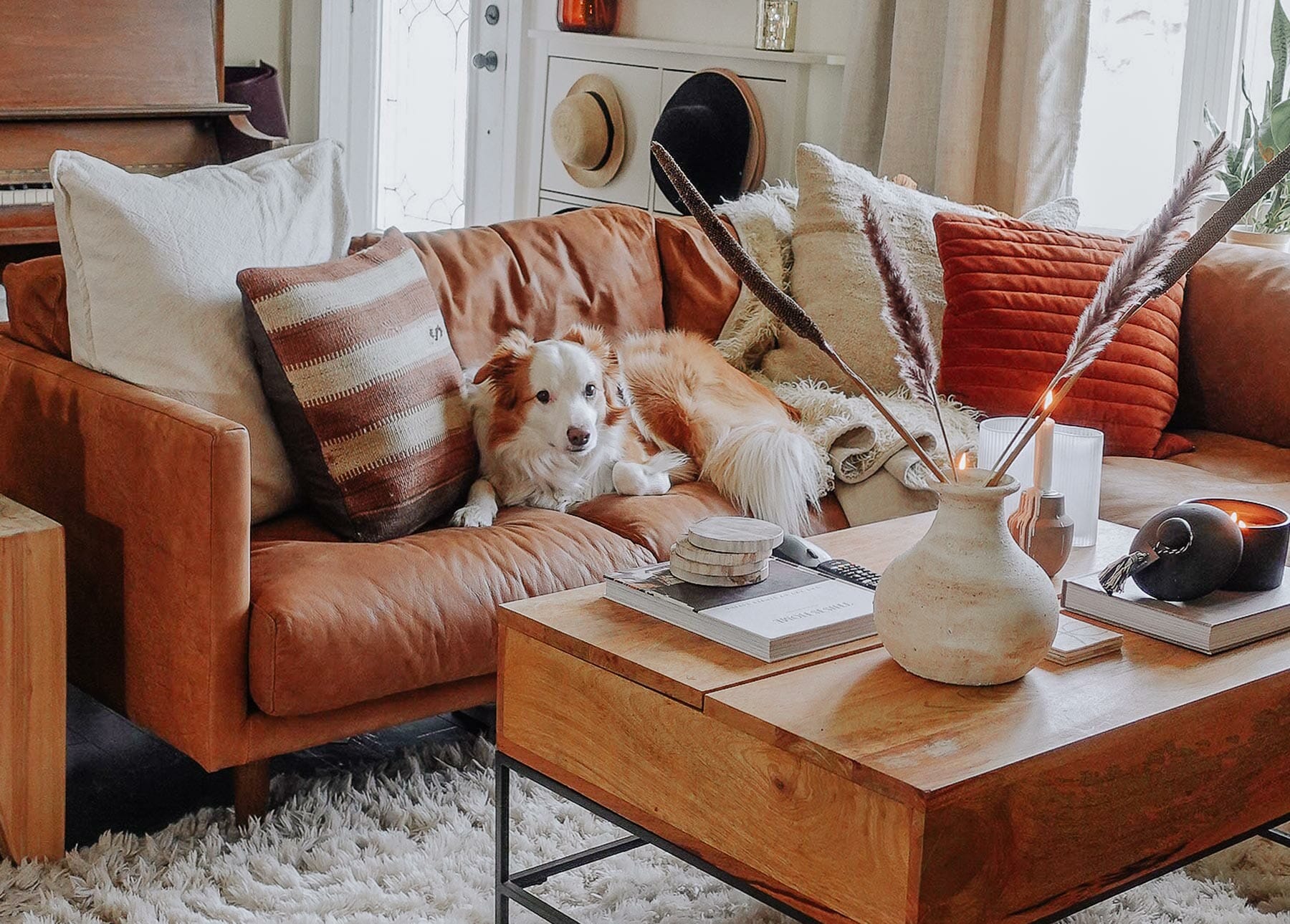 Leather couches and dogs best sale