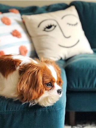 pdp-curated-ugc-sven-pacific-blue-left-sectional-sofa-ugc-#3-asset