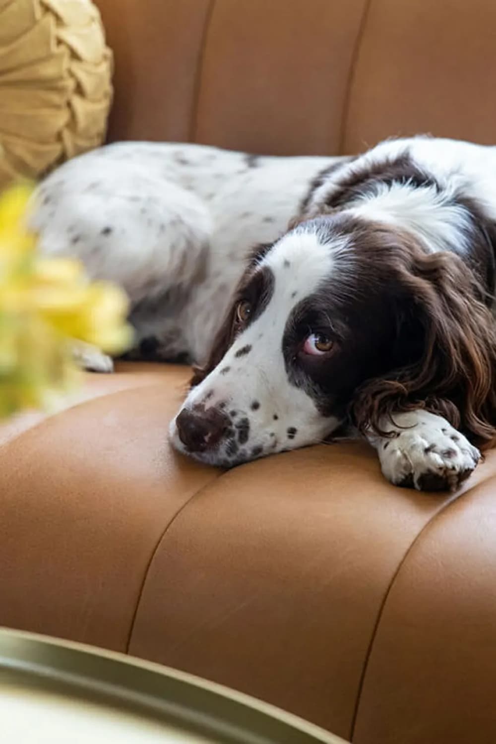 Leather Couches with Dogs Article