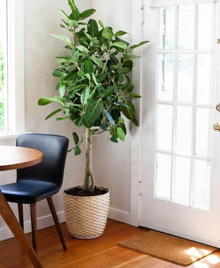 article-rootplants