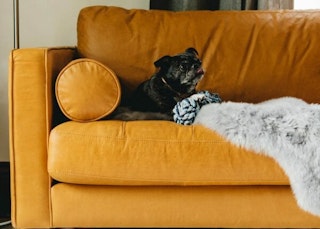 5TipsForDogFriendlyFurniture-2-1-600x430