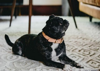 5-Tips-For-Dog-Friendly-Furniture-Black-Pug-On-Rug