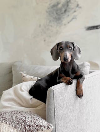 pdp-curated-ugc-burrard-83.5"-sofa-seasalt-gray-ugc-3-asset