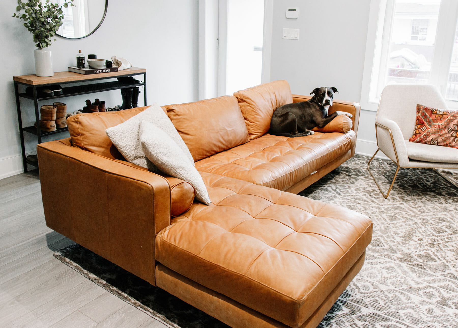 Leather Couches with Dogs Article