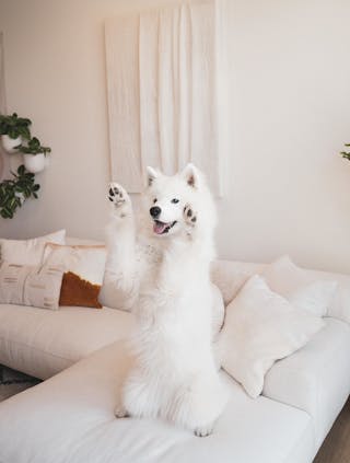 pdp-curated-ugc-abisko-quartz-white-right-sectional-ugc-#1-asset