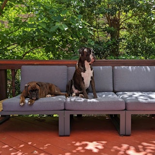 Two dogs on a shady patio, featuring the Kezia 100" Outdoor Modular Sofa in Whale Gray