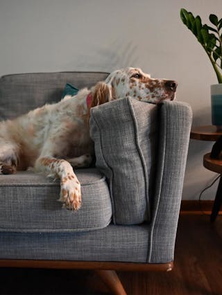 pdp-curated-ugc-timber-pebble-gray-sofa-ugc-#3-asset